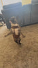 Cowboy Dog Costume — Camp Hallow